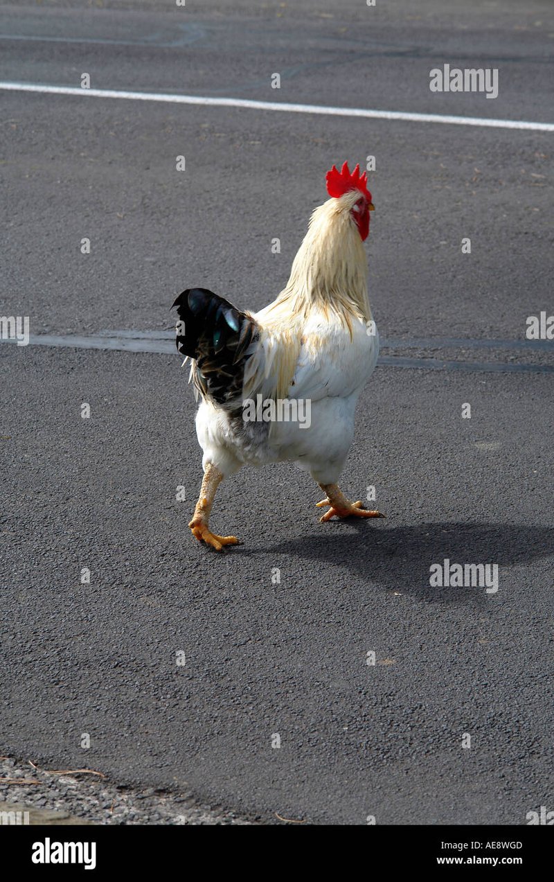Chicken road españa, chicken road game