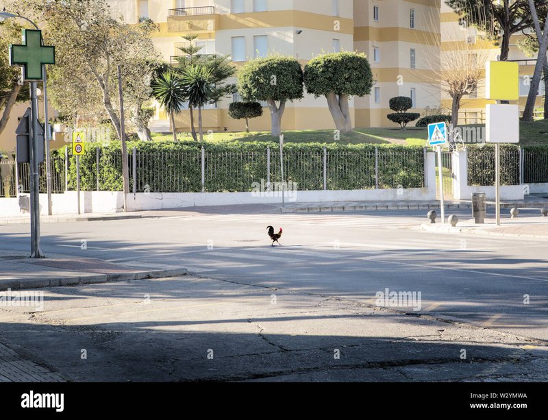 Présentation de jeu chicken road